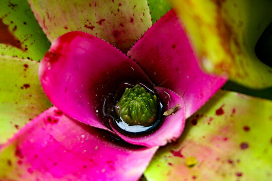 Neoregelia 'Hawaii' Bromeliad close up