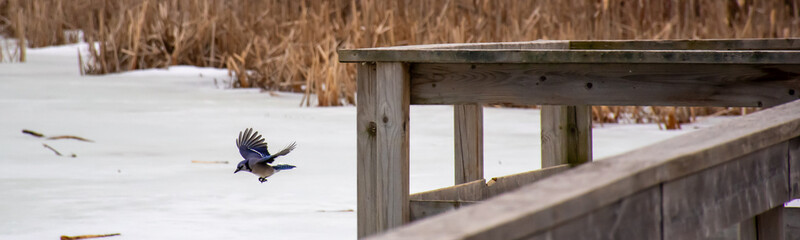 winter wetland scene featuring a wooden observation deck or bench and tall, dry grasses in the background