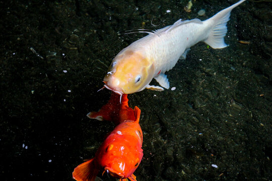 Orange and White Koi Fish together in a pond with dark water background