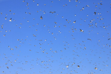 lock of seagulls in flight