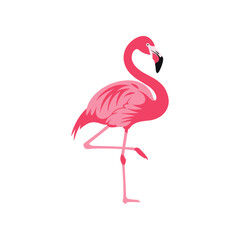Fototapeta premium A vibrant pink flamingo standing gracefully on one leg against a clean white background