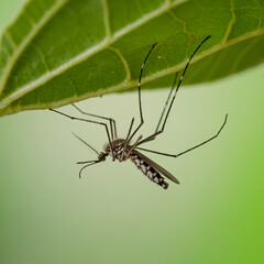 Mosquito hanging under green leaf close-up
