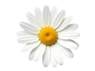 Fototapeta premium Close-up of a single white flower with a bright yellow center, perfect for beauty or still life photography