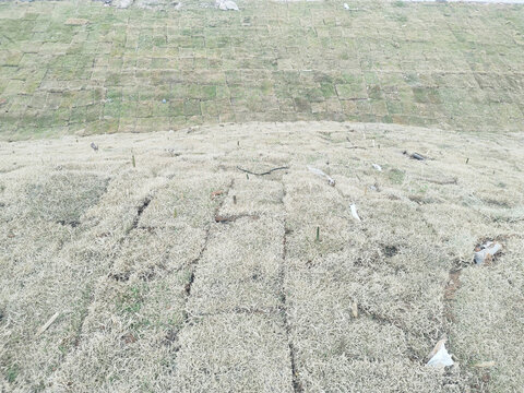 Grass replantation, repair, Sao Paulo, Brazil