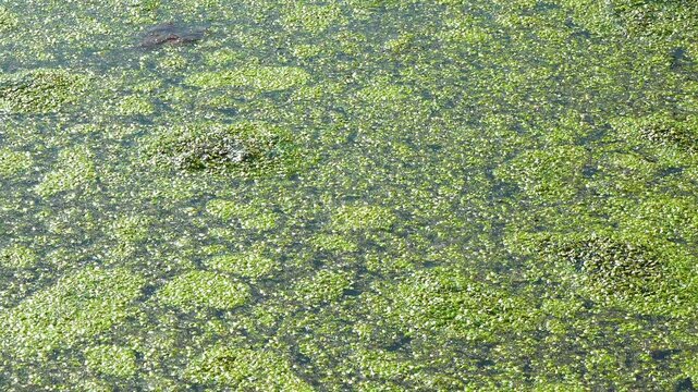 Aquatic plants rootless duckweed Wolffia arrhiza and duckweed Lemna turionifera