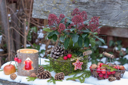 Skimmia japonica im Korb mit Moos, Holzlaterne, Waln&uuml;sse und Zier&auml;pfeln im Wintergarten