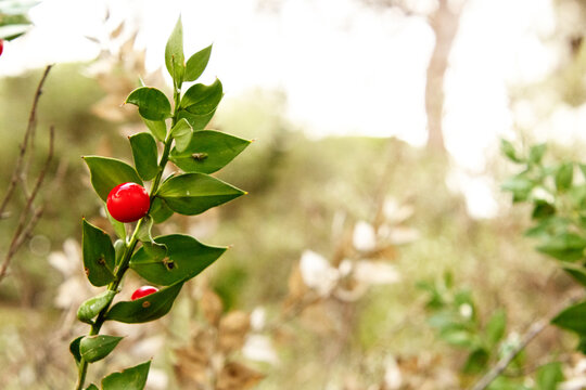 Una ramita de Ruscus aculeatus en un d&iacute;a de lluvia 