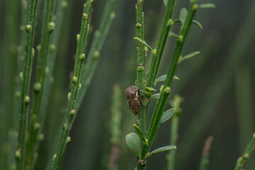 Treehopper (Gargara genistae) on a plant stem, macro of a humped cicada.