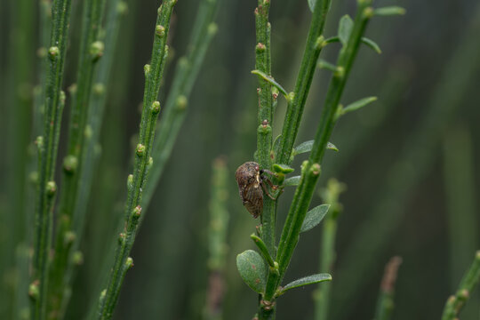 Treehopper (Gargara genistae) on a plant stem, macro of a humped cicada.