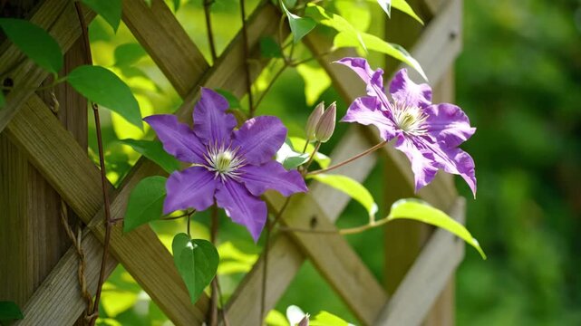 Purple clematis flowers on wooden trellis, green and violet colors, garden nature background