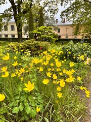 flowering tulipa sylvestris with beautiful yellow flowers on a spring day.first bloomers.plants for rockeries and rock gardens.Flower background.yellow tulips