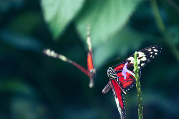 Butterfly feeding on purple flower with another butterfly flying nearby © tianshun