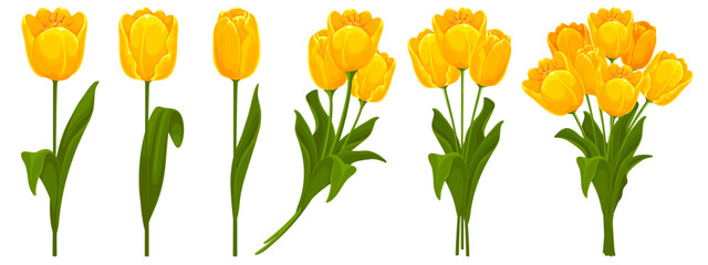 Set of yellow tulips with leaves. Tulips arranged in bouquets and as individual flowers. Spring and summer garden flowers. Isolated vector illustration