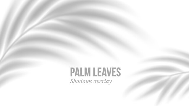 Palm leaves shadow. Transparent shadow overlay effect. Isolated on transparent background. Mockup with tropic palm branches shadow realistic blurred shade. Vector illustration