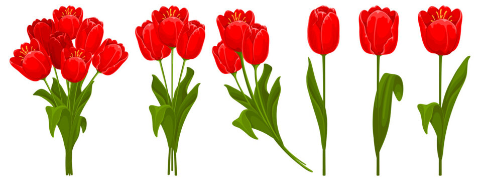 Set of red tulips with leaves. Tulips arranged in bouquets and as individual flowers. Spring and summer garden flowers. Isolated vector illustration