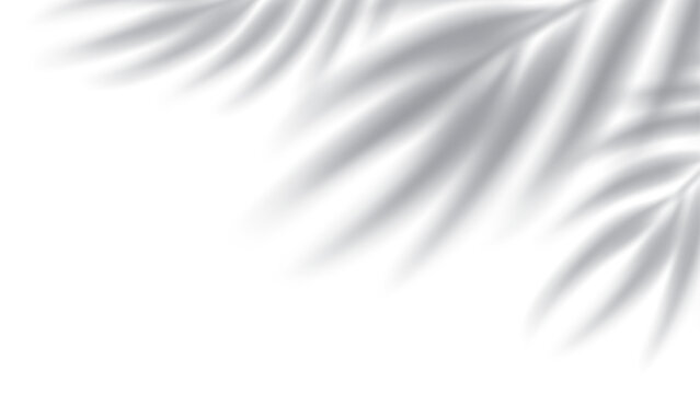 Palm leaves shadow. Transparent shadow overlay effect. Isolated on transparent background. Mockup with tropic palm branches shadow realistic blurred shade. Vector illustration