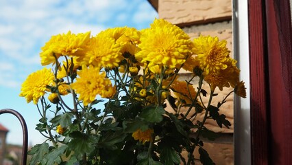 Chrysanthemums, mums or chrysanths, perennial herbaceous flowering plants in Asteraceae that bloom in the autumn. Horticultural varieties and cultivars. Compound inflorescence is array of flower heads