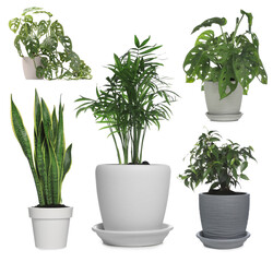 Fototapeta premium Different house plants in pots isolated on white, collection