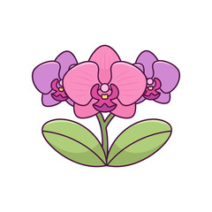 Vibrant pink orchids blooming with lush green leaves against a clean white background