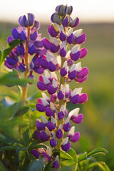Close up of a Russell hybrid Lupine (Lupinus polyphyllus) with violet and white flowers growing in a garden in summer