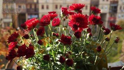 Chrysanthemums, mums or chrysanths, perennial herbaceous flowering plants in Asteraceae that bloom in the autumn. Horticultural varieties and cultivars. Compound inflorescence is array of flower heads