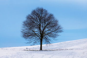 Lonely tree in snowy landscape