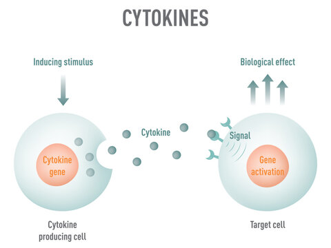 Cytokine Signaling Pathway: Educational Medical Diagram