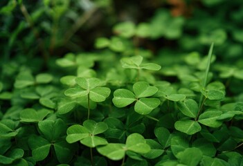 Lush green clover field with vibrant leaves in natural sunlight