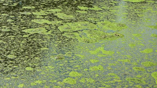 A freshwater eutrophic lake with a thick layer of floating algae on the water surface duckweed Lemna and Wolffia, Ukraine