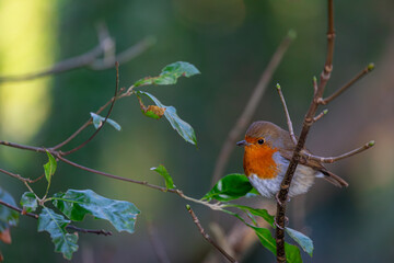 Robin on a small stick, Image shows a robin or Erithacus rubecula perched on a small stick or twig on a cold winters day in a Welsh national park