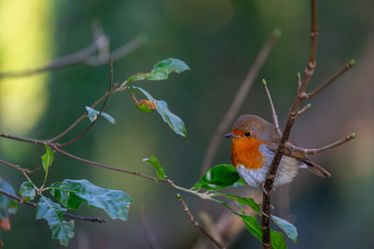 Robin on a small stick, Image shows a robin or Erithacus rubecula perched on a small stick or twig on a cold winters day in a Welsh national park