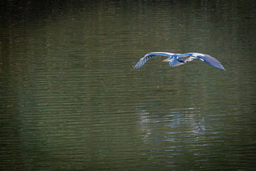 Majestic grey heron in low altitude flight A serene moment of natural elegance as a wild ardea cinerea glides gracefully over rippling green river water showcasing intricate blue and grey wing plumage