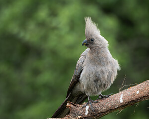 Grey go away bird resting on a tree branch with soft green background in natural African bushveld. This distinctive crested bird is also known as grey lourie and is commonly found in southern Africa