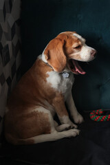 Portrait of a beagle dog in profile on a dark background. The dog is sitting on the couch.