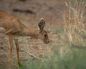 Steenbok grazing quietly among dry grass and sandy ground in the African savanna. The image highlights the small slender body, large upright ears and warm reddish brown coat of this shy antelope