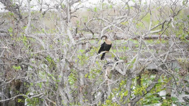 Anhinga bird in a tree in Florida Everglades