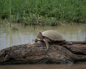 Obraz premium Freshwater turtle basking on a weathered tree log beside a calm river or pond, surrounded by lush vegetation. Captured in a natural setting with earthy tones and detailed texture, this image is ideal