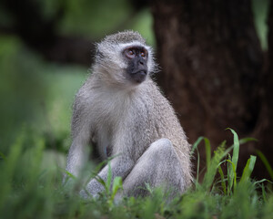 Obraz premium Vervet monkey resting on the ground in a lush natural habitat, captured with a calm and attentive expression. The image highlights detailed fur texture, expressive eyes and natural posture, making it