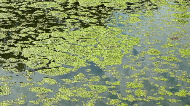 A freshwater eutrophic lake with a thick layer of floating algae on the water surface &mdash; duckweed Lemna and Wolffia