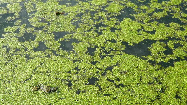 A freshwater eutrophic lake with a thick layer of floating algae on the water surface duckweed Lemna and Wolffia, Ukraine