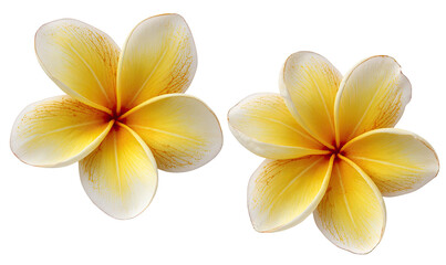 Fototapeta premium Two vibrant plumeria flowers, pale yellow centers with creamy-white edges and deep orange-yellow veins, are positioned side-by-side against a black background. 