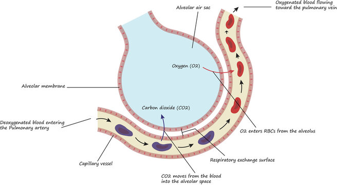 Oxygen Carbon Dioxide Alveolar Gas Exchange Diagram