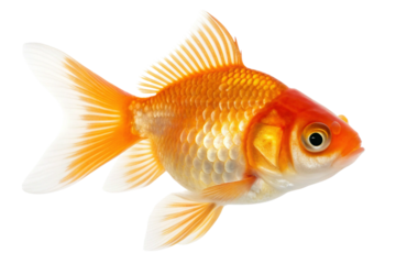 fish isolated on transparent png