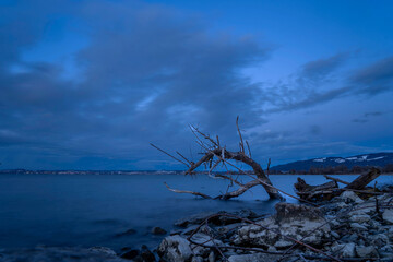dead tree on the beach of Lake Constance in the blue hour with clouds