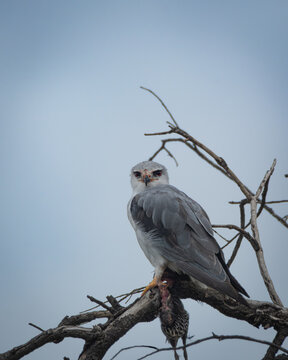 Black winged kite resting on a bare tree branch while holding prey, captured against a clear blue sky in African savanna habitat. The image highlights the pale grey plumage, red eyes, sharp hooked