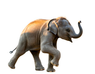Obraz premium One Baby Elephant Walking in Isolated Wildlife Composition Highlighting Youth, Strength, and Gentle Majestic Presence