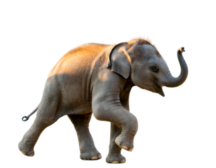 One Baby Elephant Walking in Isolated Wildlife Composition Highlighting Youth, Strength, and Gentle Majestic Presence