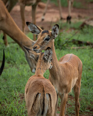 Fototapeta premium Young impalas standing close together in lush green savanna vegetation with adult impalas visible in the background. The image captures natural social interaction, alert expressions and the elegant