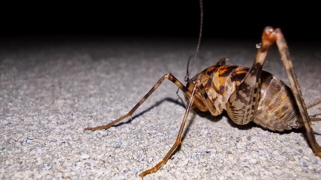 Night insect detailed, Close view of desert cricket, Urban basement scene with cricket closeup, Dark urban environment featuring detailed closeup of camel cricket with dramatic shadows
