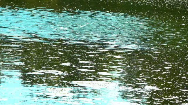 A lake with fresh polluted water and a thick layer of floating algae on the water surface duckweed Lemna turionifera and Wolffia arrhiza